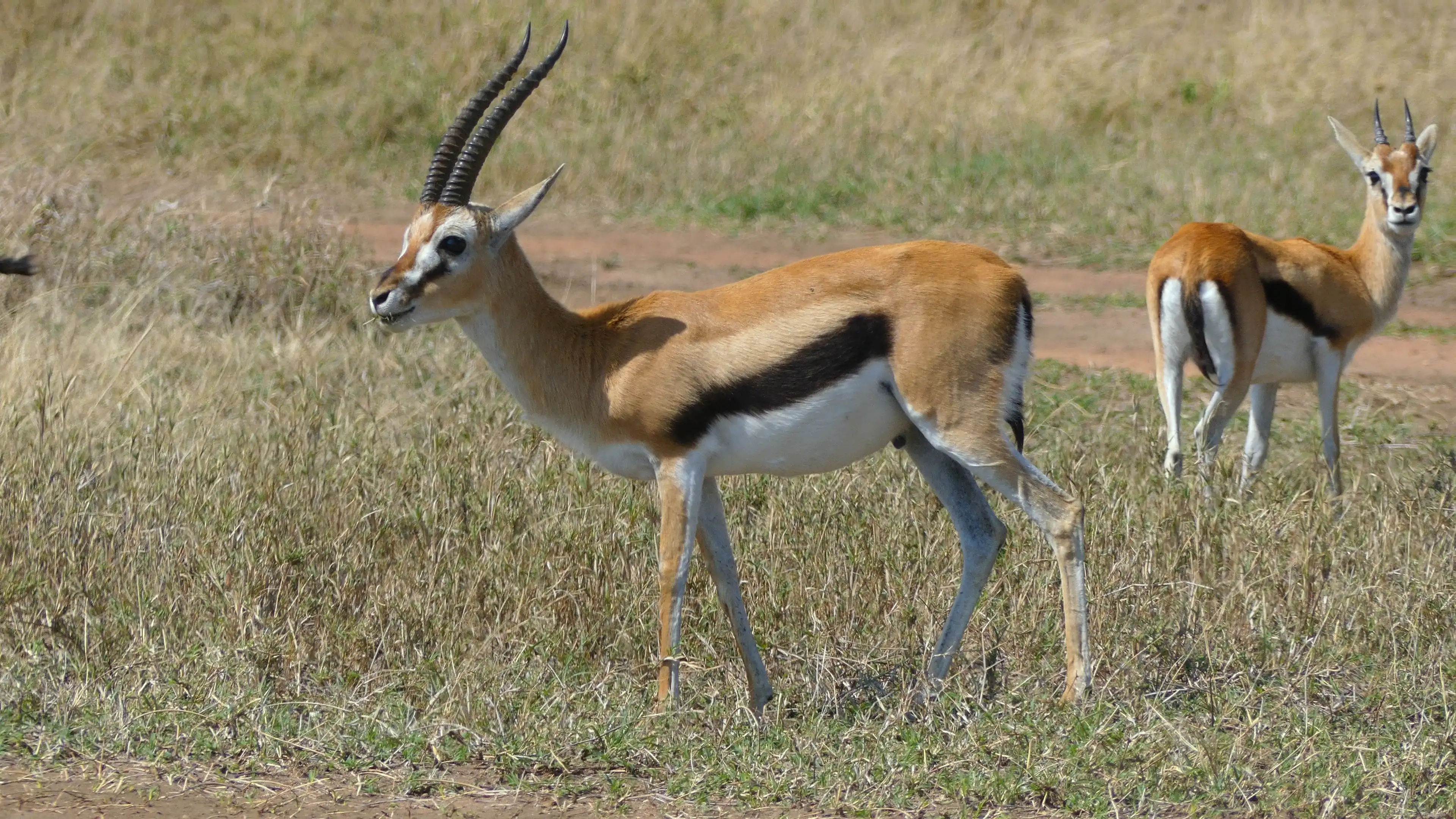 Thomson's gazelle safari